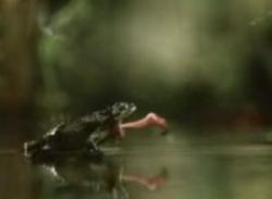 frog fly
